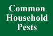 Common Household Pests