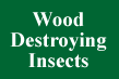 Wood Destroying Insects